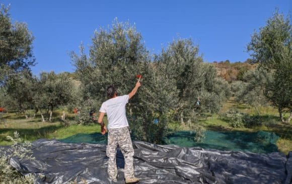 Ελαιόλαδο: Ένας ακόμα θησαυρός στο κτήμα μας